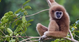 The lar gibbon