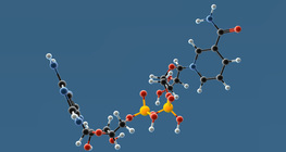 NAD⁺, NADP⁺, NADPH