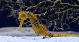 The seahorse