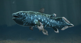 West Indian Ocean coelacanth