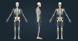 Human skeleton