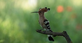 Край водата