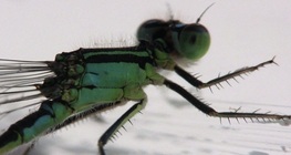 Водно конче