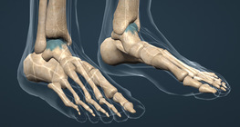 Bones of the lower limbs