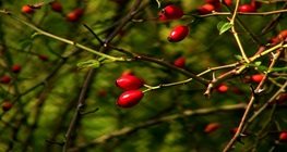 Обикновен глог