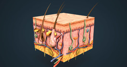 Устройство и чувствителност на кожата