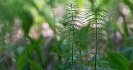 Полски хвощ