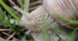 Snail