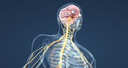 Нервна система