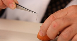 Ta ett vävnadsprov från en lök