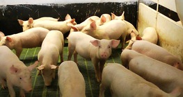 A nagyüzemi sertéstenyésztés Magyarországon