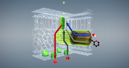 Photosynthesis (basic)