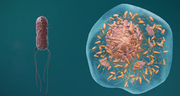 Prokaryota och eukaryota cellers struktur.