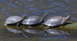 The European pond turtle