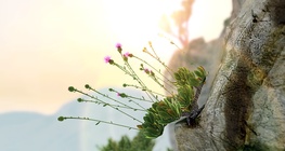 Cheirolophus crassifolius