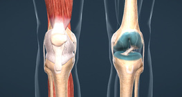 Knee joint
