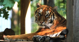 Сибирски тигър