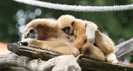 Gibbons