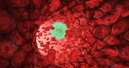 Production, maturation and function of T and B lymphocytes