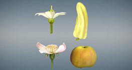 Comparison of real fruits and pseudofruits