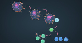 The role of B lymphocytes and antibodies in the humoral immune response