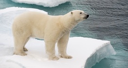 Полярни животни