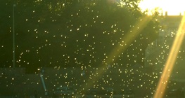 Еднодневка