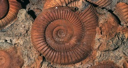 The golden ratio in painting