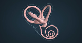 The sense of balance