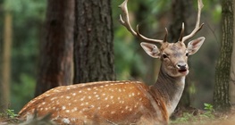 Елен лопатар