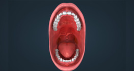 Human teeth