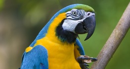 The green-winged macaw