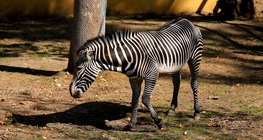 Животните на саваните