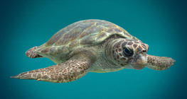 Loggerhead sea turtle