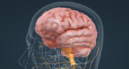 Човешкият мозък