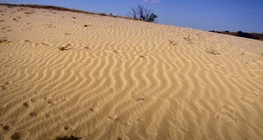 Полупустиня