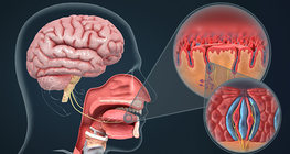 Механизъм на вкусовото възприятие