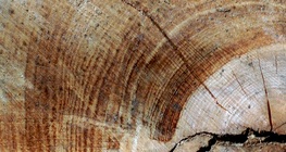 Годишни пръстени