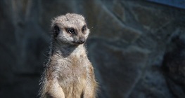 Meerkat