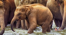 Азиатски слон