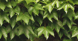 Japanese creeper
