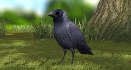 Western jackdaw