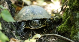 European pond turtle