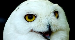 Snowy owl