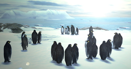 Императорски пингвин