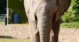 African elephant