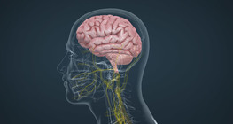 Части на човешкия мозък