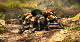 Mexican redknee tarantula