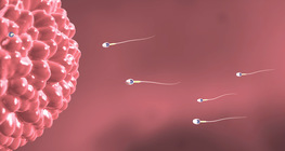 Gametes