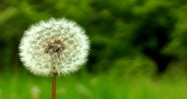Common dandelion